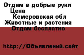 Отдам в добрые руки  › Цена ­ ---------------- - Кемеровская обл. Животные и растения » Отдам бесплатно   